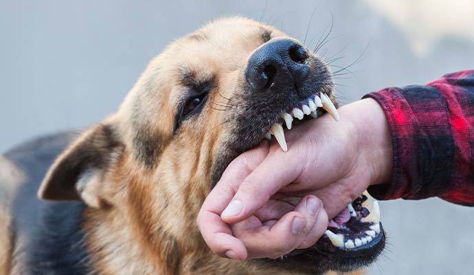 A close-up of a large dog biting the forearm of a person