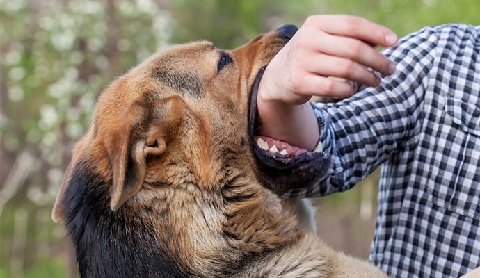 A close-up of a large dog biting the forearm of a person