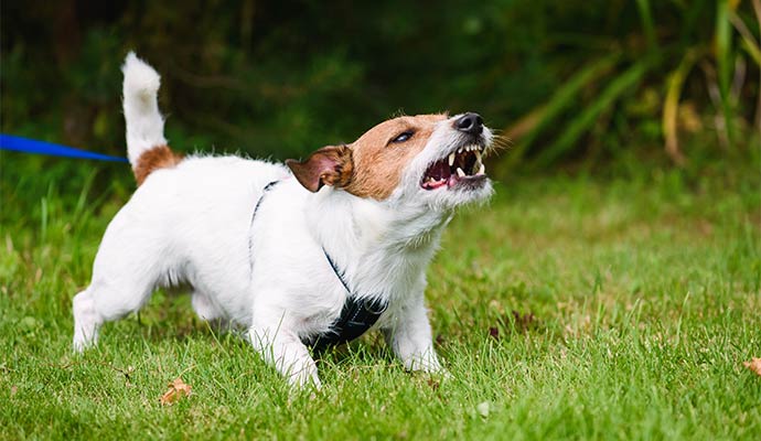 A small white and brown dog baring its teeth and growling